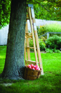 Bushel of apples and ladder under tree